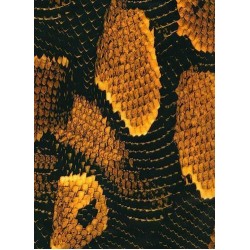 Boa Snake Skin Yellow - Orange Hydrographics Film