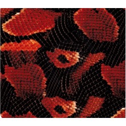 Boa snake Orange-Red skin