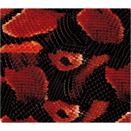 Boa snake Orange-Red skin